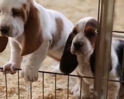 Pudgy Basset Hounds Explore the World