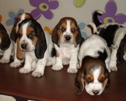 10 Basset Hounds You Should Follow On Instagram