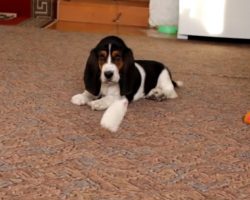 Playful Basset Pup vs. Hanging Toy