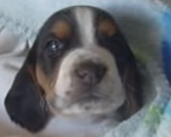 Cute Basset Hound Puppy Learns To Howl