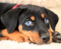 12 Reasons Why You Should Stay Away From Doberman Pinschers