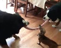 Tiny Dachshund joins a big-dog game of Tug-of-War to prove that size doesn’t matter