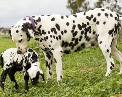 Spotted Lamb Rejected By Her Mother Is Adopted By Dalmatian