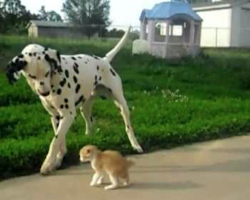 Dalmatian makes a new friend