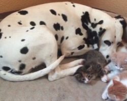 Dalmatian Couple Adopts Five Foster Five Kittens