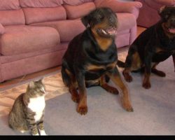Man Asks His Dogs To Roll Over, Prompting This Clever Cat To Do The Same Thing