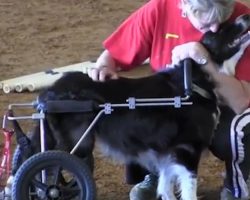 Border Collie With Wheelchair Participates In Agility And Inspires Others To Overcome Life’s Challenges