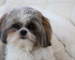 12 Realities New Shih Tzu Owners Must Accept