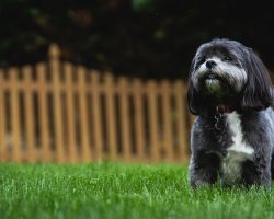 12 Realities New Shih Tzu Owners Must Learn To Accept