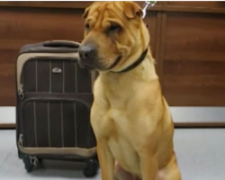 Dog Abandoned At Train Station Tied To A Suitcase, Rescuers Heartbroken At What’s Inside