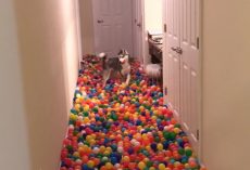 Dog Stunned With Happiness When His Human Reveals Homemade Ball Pit