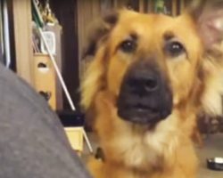 Dog Doesn’t Get What He Wants, Throws Overly-Dramatic Fit