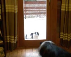 Clever Border Collie Plays Doorman For The Cat