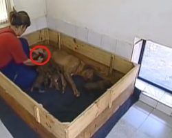 Rhodesian Ridgeback Is Mom To More Than Just Her Puppies
