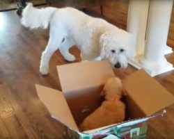 [Video] Dog Gets A Surprise Gift For His Birthday… A Puppy!