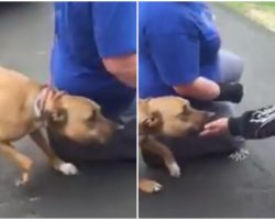 Dog is scared and refuses to go to owner he hasn’t seen in 2 years—but then the real reaction comes