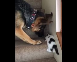 Dog Watches As Kitten Struggles To Climb Up The Stairs, And Decides He Has To Help