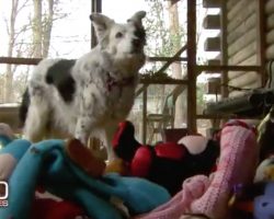This Amazing Dog Knows The Names Of More Than 1,000 Toys