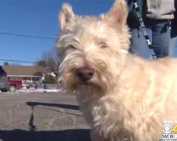 Frantic Dog Tries To Get A Cop’s Attention To Help Save Her Lifelong Friend