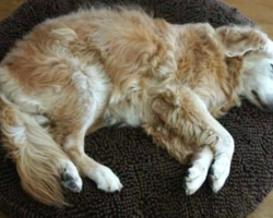 A strange dog plops down in a woman’s house with a note on his collar