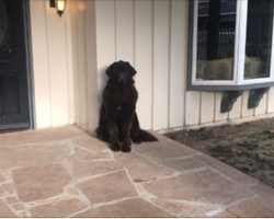 Dog feels mom was away for too long and gives her the cold shoulder, but then…