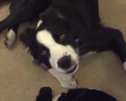 Funny Dog Loves His Toy So Much He Sings Whenever He Plays With It