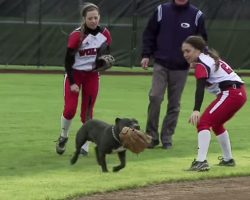 Dog Steals Show at University Softball Game
