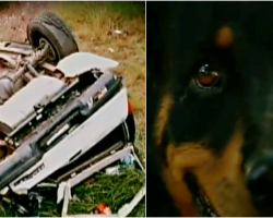 Dog Waits 13 Days for Family At Car Crash Site Before Finally Being Discovered