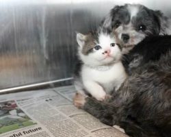 Homeless Dog Adopts and Nurses Abandoned Kitten