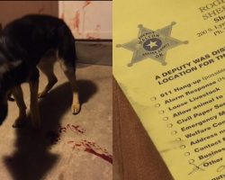 Police Officer Shoots Dog, Then Leaves Note for Family Before Continuing With His Day