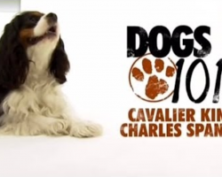 Dogs 101- Cavalier King Charles Spaniel