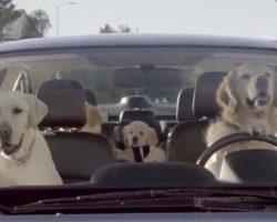 Here’s What Would Happen If Dogs Could Drive. Wait For The Poodle!