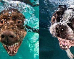 Ever Wonder What It Looks Like When Your Dog Fetches A Ball Underwater?