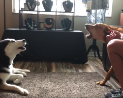 Dogs Get Into Heated Argument Over Nothing Before Making Up With A Kiss