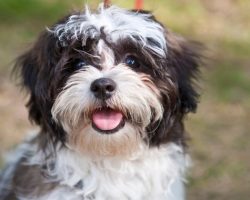 15 Signs That Indicate You’re A Crazy Shih Tzu Person… And Are Damn Proud of It!