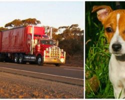 Driver Pulls Over To Help A Stray, Then Dog Leads Him Into The Woods