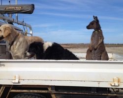 Family Rescues An Orphaned Baby Kangaroo And Now He Thinks He’s A Dog