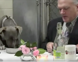 Shelter dog was too scared to eat, but this vet knew just what to do