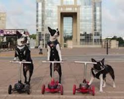 Elite Boston Terriers Gang of Bikers in their custom Leather Jackets