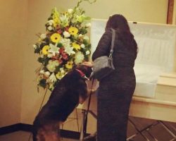 Family Tense Up Instant Dog Looks Into Owners Casket To Make Earth Shattering Revelation