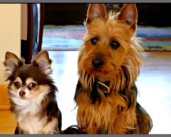 Mom Asks Dogs Who Pooped In The Kitchen, One Pup Doesn’t Hesitate To Snitch On The Other