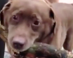 The ‘Stick’ That This Dog Is Determined To Take Home Has Mom On The Verge Of Tears