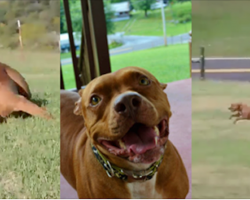 There’s nothing better than this pit’s reaction to arriving at his forever home