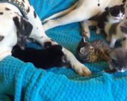 Foster Kittens Completely Invade Dalmatians’ Bed