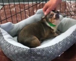 Nine-Year-Old Dog Saved From Puppy Mill Happy To Finally Have His Own Bed