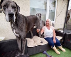 Meet Freddy: he’s over 7-feet tall and is the biggest dog in the world
