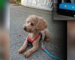 Friendly Poodle Found Locked In Suitcase And Abandoned In Ditch
