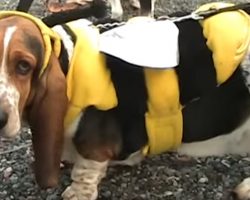 Halloween Dress Up for Four Basset Hounds