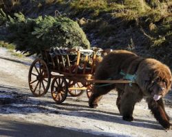 17 Adorable Gentle Giants That Will Kill You With Cuteness