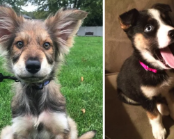 15 German Shepherd Mixes That Will Make You Do A Double Take